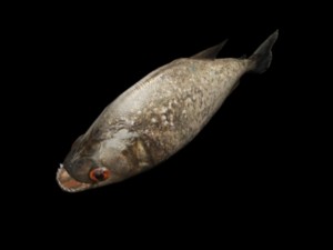 piranha 3D Model