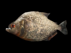 piranha 3D Model