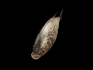 piranha 3D Model