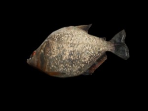piranha 3D Model