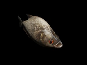 piranha 3D Model