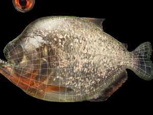 piranha 3D Model