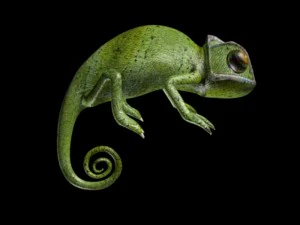 chameleon 3D Model