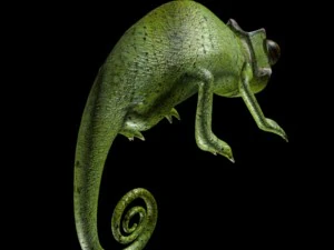 chameleon 3D Model