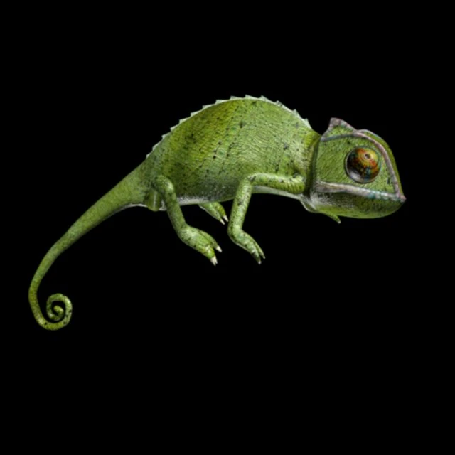 chameleon rigged 3D Model .c4d .max .obj .3ds .fbx .stl .blend 