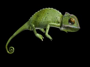 chameleon rigged 3D Model