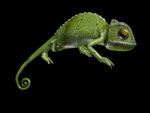 chameleon rigged Modèle 3D