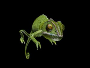 chameleon rigged Modèle 3D
