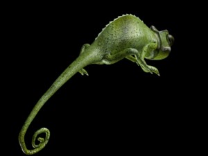 chameleon rigged Modèle 3D