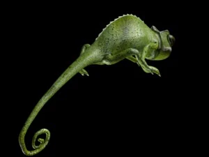 chameleon rigged 3D Model