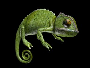 chameleon rigged Modèle 3D