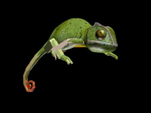 chameleon rigged 3D Model