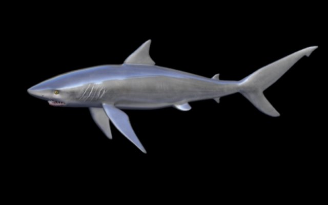 black tip shark Model 3D .c4d .max .obj .3ds .fbx .stl .blend 