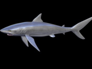 black tip shark Model 3D
