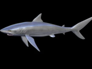 黑鳍鲨 3D 模型