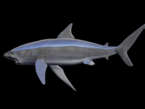 black tip shark Model 3D