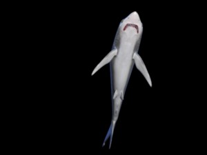 black tip shark Model 3D