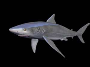 black tip shark Model 3D