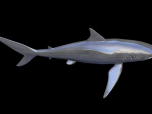 black tip shark Model 3D