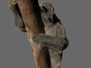 sloth 3D 模型