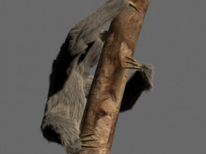 sloth 3D 模型