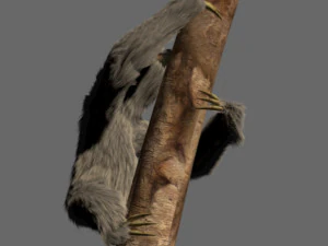 sloth 3D Model