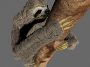 sloth 3D 模型