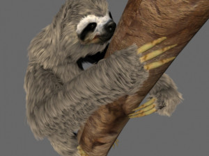 sloth 3D 模型