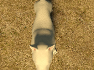bull terrier 3D Model