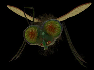 fly-rigged 3D Model