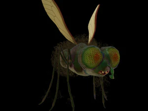 fly-rigged 3D Model