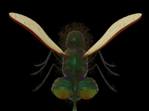 fly-rigged 3D Model