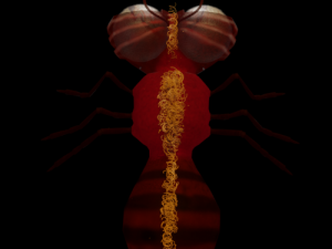 ant-rigged 3D मॉडल