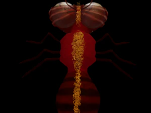 アリ装備 3Dモデル