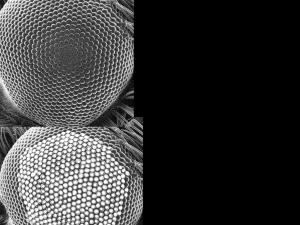 アリ装備 3Dモデル