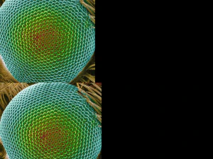 アリ装備 3Dモデル