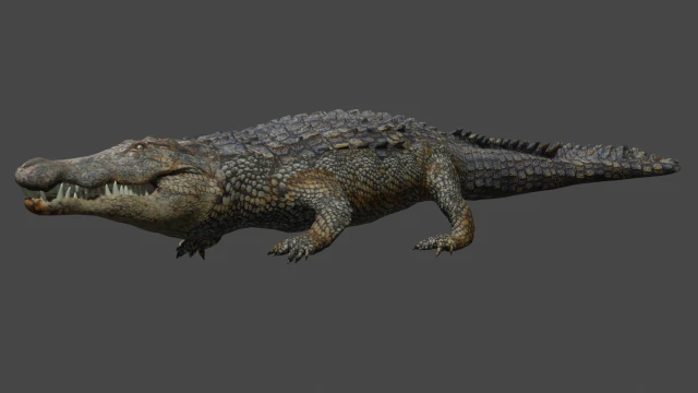aligator 3D Model .c4d .max .obj .3ds .fbx .stl .blend 
