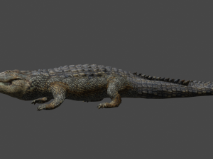 aligator 3D Model