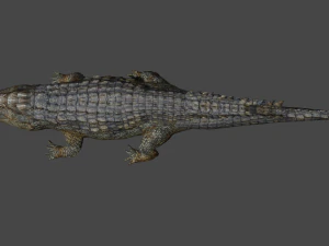 aligator 3D Model