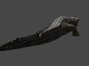 aligator 3D Model