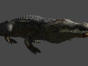 aligator 3D Model