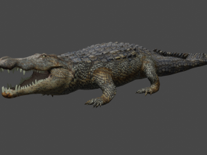 aligator 3D Model