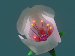 cherry blossom 3D 模型