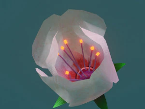 cherry blossom 3D Model