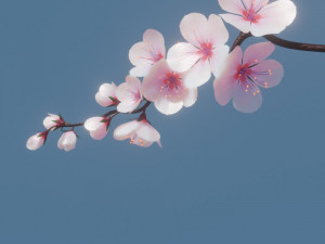 Cherry blossom branch Model 3D