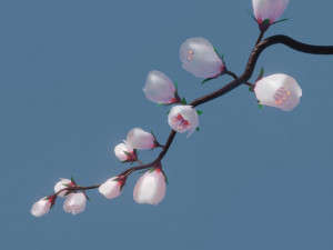 Cherry blossom branch 3Dモデル