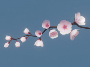 Cherry blossom branch 3Dモデル