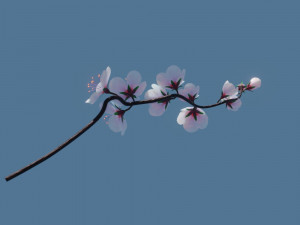 Cherry blossom branch 3Dモデル
