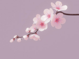 Cherry blossom branch 3Dモデル