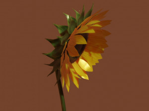 sunflower 3D 模型